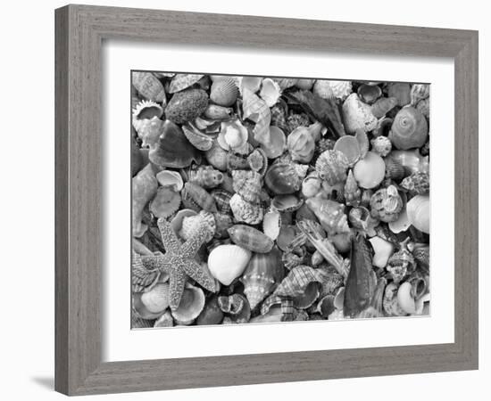 Mixed Sea Shells on Beach, Sarasata, Florida, USA-Lynn M^ Stone-Framed Photographic Print