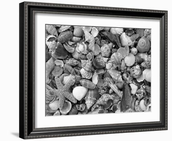 Mixed Sea Shells on Beach, Sarasata, Florida, USA-Lynn M^ Stone-Framed Photographic Print