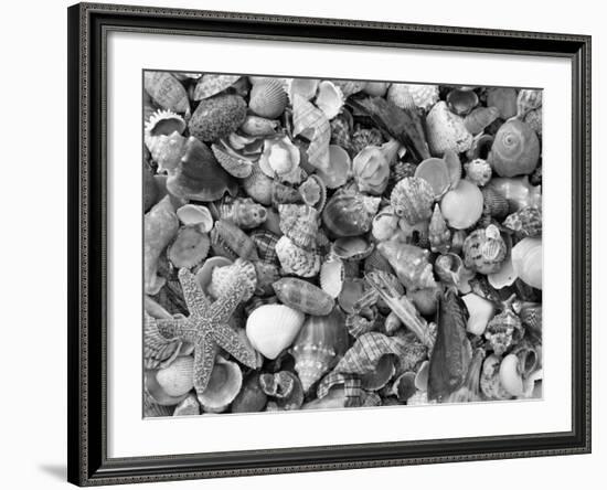 Mixed Sea Shells on Beach, Sarasata, Florida, USA-Lynn M^ Stone-Framed Photographic Print