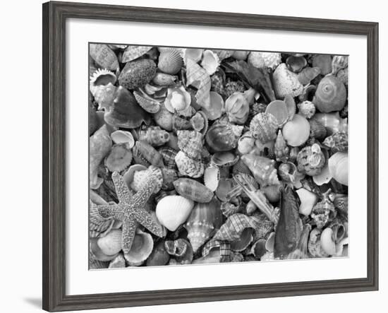 Mixed Sea Shells on Beach, Sarasata, Florida, USA-Lynn M^ Stone-Framed Photographic Print