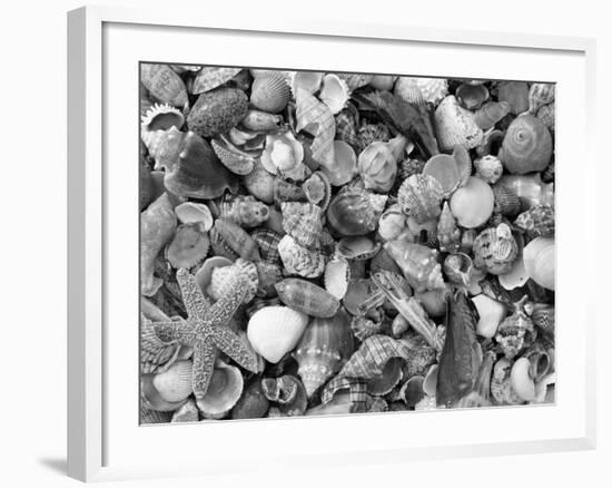 Mixed Sea Shells on Beach, Sarasata, Florida, USA-Lynn M^ Stone-Framed Photographic Print