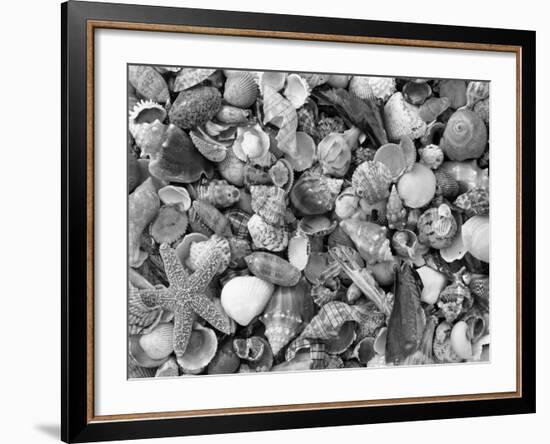 Mixed Sea Shells on Beach, Sarasata, Florida, USA-Lynn M^ Stone-Framed Photographic Print