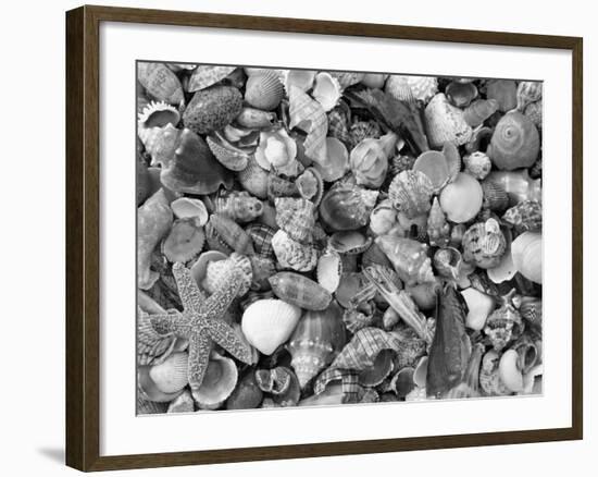 Mixed Sea Shells on Beach, Sarasata, Florida, USA-Lynn M^ Stone-Framed Photographic Print