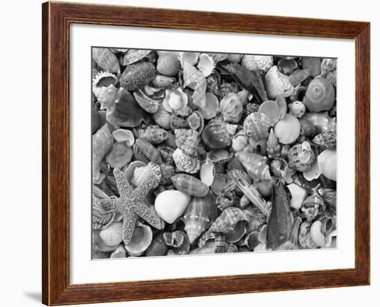 Mixed Sea Shells on Beach, Sarasata, Florida, USA-Lynn M^ Stone-Framed Photographic Print