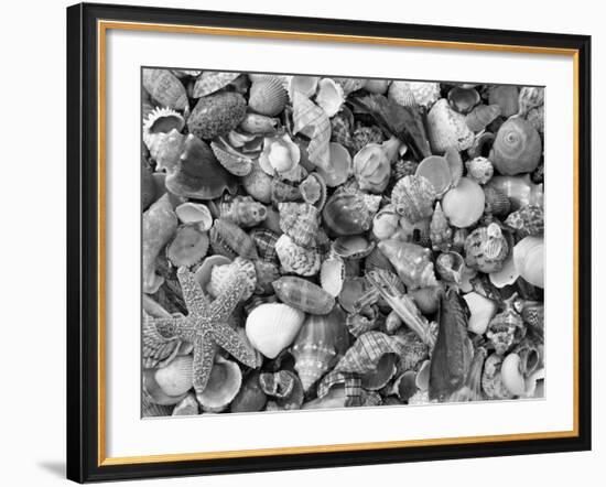 Mixed Sea Shells on Beach, Sarasata, Florida, USA-Lynn M^ Stone-Framed Photographic Print