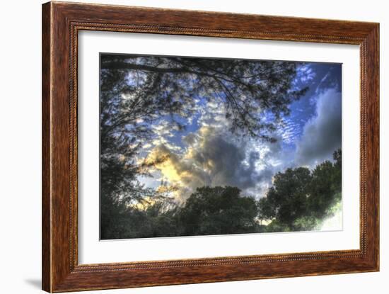 Mixed Tree and Sky-Robert Goldwitz-Framed Giclee Print