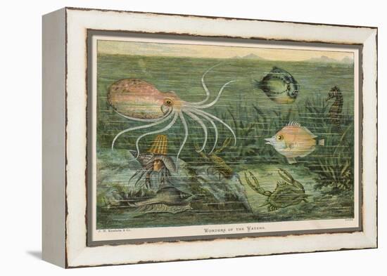 Mixture of Fish Octopus Crabs Sea Horses and Shellfish on the Sea Bed-null-Framed Premier Image Canvas