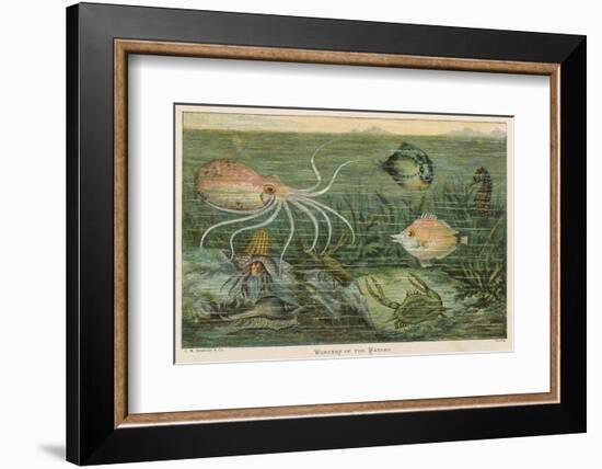 Mixture of Fish Octopus Crabs Sea Horses and Shellfish on the Sea Bed-null-Framed Photographic Print