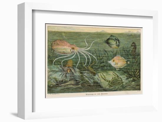 Mixture of Fish Octopus Crabs Sea Horses and Shellfish on the Sea Bed-null-Framed Photographic Print