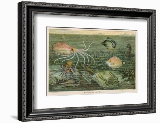 Mixture of Fish Octopus Crabs Sea Horses and Shellfish on the Sea Bed-null-Framed Photographic Print