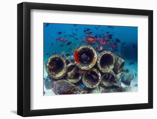 Mixture of Soldierfish (Myripristis) over Cement Pipes in Artifical Reef, Mabul, Malaysia-Georgette Douwma-Framed Photographic Print