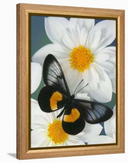 Miyana Meyeri Butterfly on Flowers-Darrell Gulin-Framed Premier Image Canvas