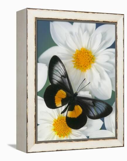 Miyana Meyeri Butterfly on Flowers-Darrell Gulin-Framed Premier Image Canvas