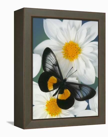 Miyana Meyeri Butterfly on Flowers-Darrell Gulin-Framed Premier Image Canvas