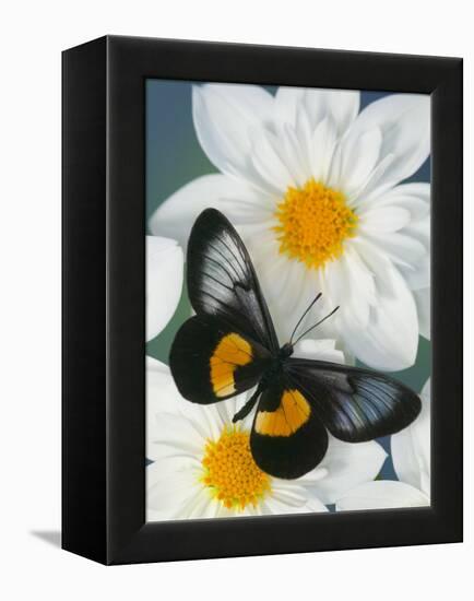 Miyana Meyeri Butterfly on Flowers-Darrell Gulin-Framed Premier Image Canvas