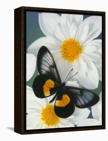 Miyana Meyeri Butterfly on Flowers-Darrell Gulin-Framed Premier Image Canvas