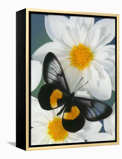 Miyana Meyeri Butterfly on Flowers-Darrell Gulin-Framed Premier Image Canvas