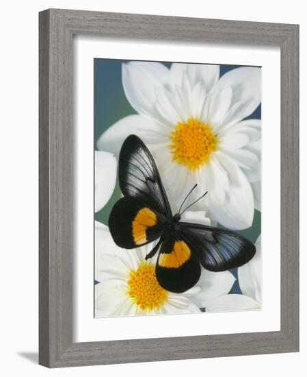 Miyana Meyeri Butterfly on Flowers-Darrell Gulin-Framed Photographic Print