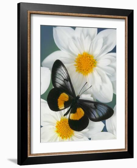 Miyana Meyeri Butterfly on Flowers-Darrell Gulin-Framed Photographic Print