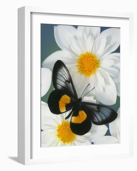 Miyana Meyeri Butterfly on Flowers-Darrell Gulin-Framed Photographic Print