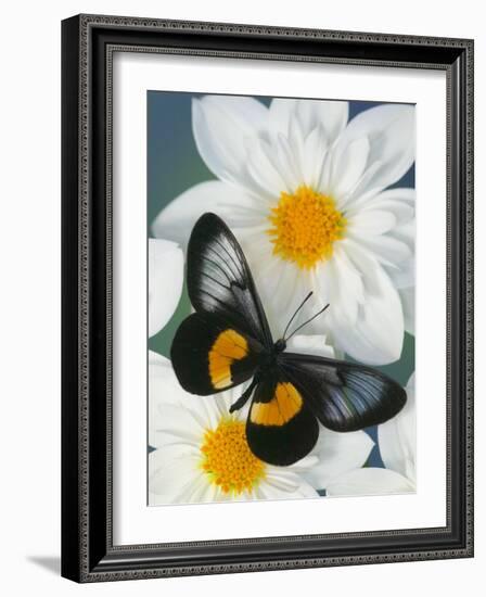 Miyana Meyeri Butterfly on Flowers-Darrell Gulin-Framed Photographic Print