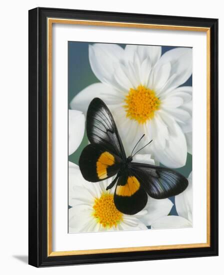 Miyana Meyeri Butterfly on Flowers-Darrell Gulin-Framed Photographic Print