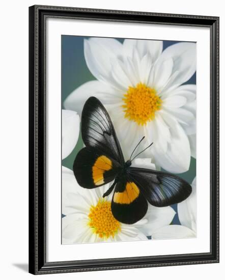 Miyana Meyeri Butterfly on Flowers-Darrell Gulin-Framed Photographic Print