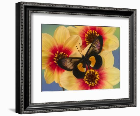 Miyana Meyeri Butterfly on Flowers-Darrell Gulin-Framed Photographic Print