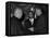 MLK Spellman Rockefeller 1962-Associated Press-Framed Premier Image Canvas