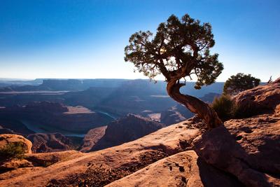 Moab Dead Horse Point Utah A Lone Juniper Tree Overlooking The