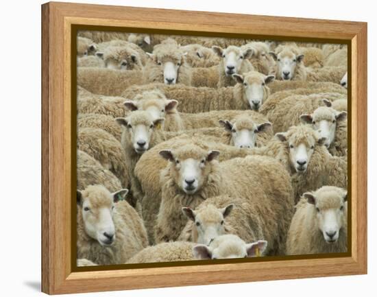 Mob of Sheep, Catlins, South Otago, South Island, New Zealand-David Wall-Framed Premier Image Canvas