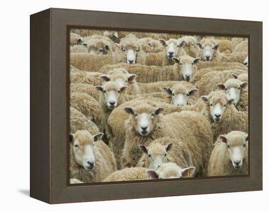 Mob of Sheep, Catlins, South Otago, South Island, New Zealand-David Wall-Framed Premier Image Canvas