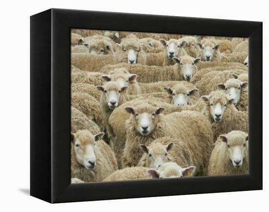 Mob of Sheep, Catlins, South Otago, South Island, New Zealand-David Wall-Framed Premier Image Canvas