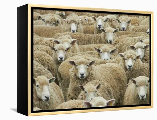 Mob of Sheep, Catlins, South Otago, South Island, New Zealand-David Wall-Framed Premier Image Canvas