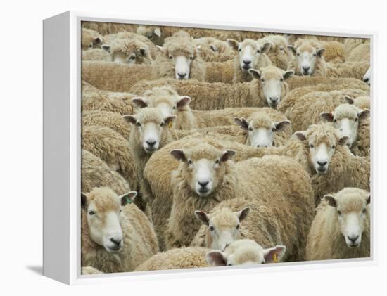 Mob of Sheep, Catlins, South Otago, South Island, New Zealand-David Wall-Framed Premier Image Canvas