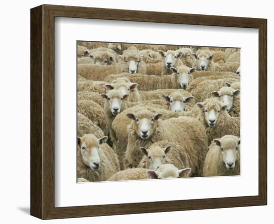 Mob of Sheep, Catlins, South Otago, South Island, New Zealand-David Wall-Framed Photographic Print