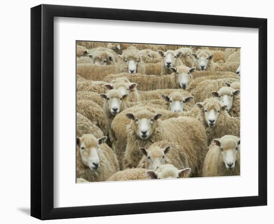 Mob of Sheep, Catlins, South Otago, South Island, New Zealand-David Wall-Framed Photographic Print