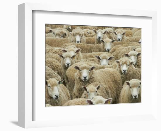 Mob of Sheep, Catlins, South Otago, South Island, New Zealand-David Wall-Framed Photographic Print