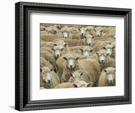 Mob of Sheep, Catlins, South Otago, South Island, New Zealand-David Wall-Framed Photographic Print