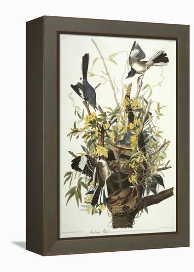 Mocking Bird. Northern Mockingbird (Mimus Polyglottos), Plate Xxi, from 'The Birds of America'-John James Audubon-Framed Premier Image Canvas