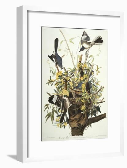 Mocking Bird. Northern Mockingbird (Mimus Polyglottos), Plate Xxi, from 'The Birds of America'-John James Audubon-Framed Giclee Print