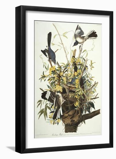 Mocking Bird. Northern Mockingbird (Mimus Polyglottos), Plate Xxi, from 'The Birds of America'-John James Audubon-Framed Giclee Print