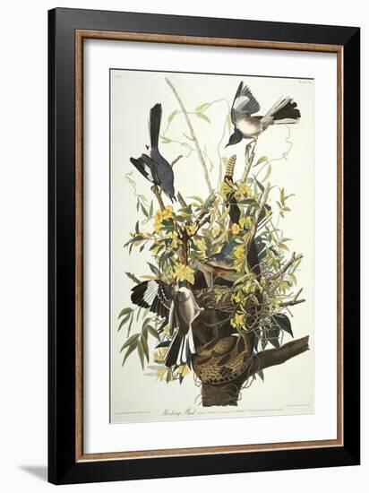 Mocking Bird. Northern Mockingbird (Mimus Polyglottos), Plate Xxi, from 'The Birds of America'-John James Audubon-Framed Giclee Print