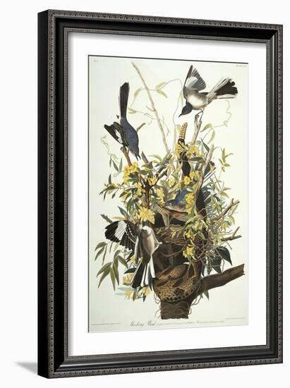 Mocking Bird. Northern Mockingbird (Mimus Polyglottos), Plate Xxi, from 'The Birds of America'-John James Audubon-Framed Giclee Print