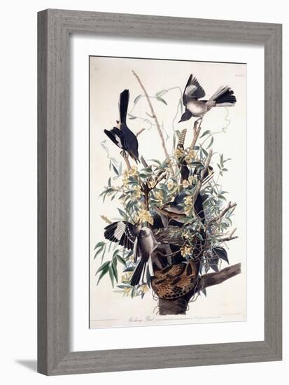 Mocking Bird-John James Audubon-Framed Giclee Print