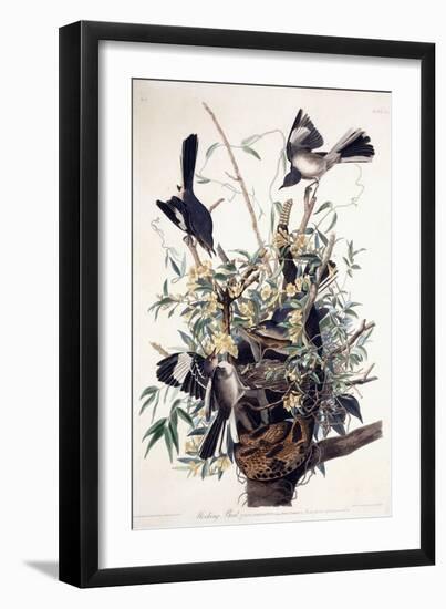 Mocking Bird-John James Audubon-Framed Giclee Print