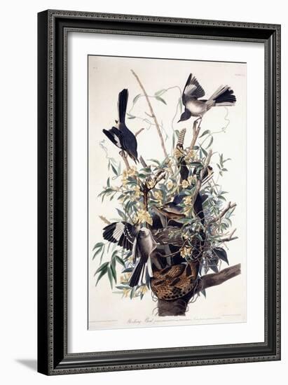 Mocking Bird-John James Audubon-Framed Giclee Print