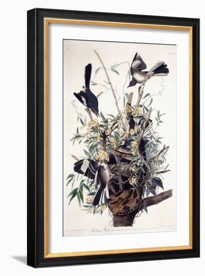 Mocking Bird-John James Audubon-Framed Giclee Print