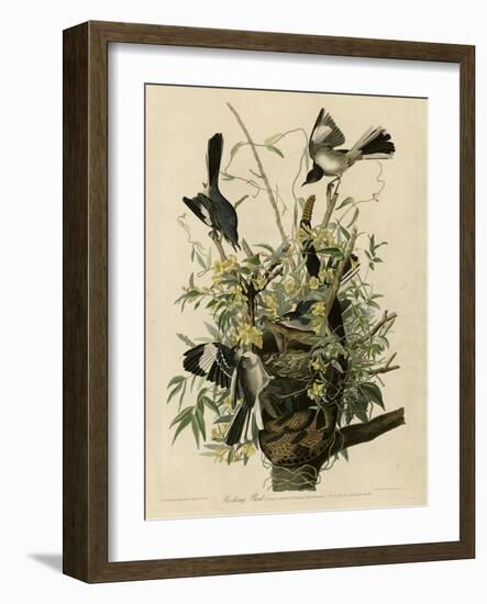 Mocking Bird-null-Framed Giclee Print