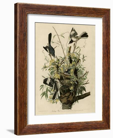 Mocking Bird-null-Framed Giclee Print